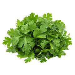 Fototapeta premium Crisp and fresh coriander bunch, showing roots and leaves, isolated on transparent background, excellent for spice packaging, food branding, or health-related materials.