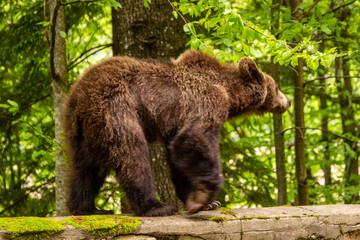 Wild young bears in Romania