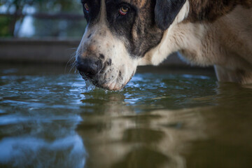 Thirsty Spanish purebreed mastiff