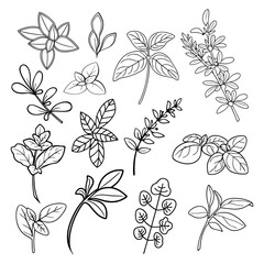 Collection of hand drawn herbal leaves and branches in minimal black and white line style with detailed botanical forms