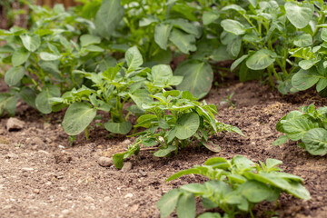 Young potato plants (Solanum tuberosum) grown in rich soil.