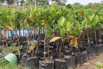 jackfruit plant on farm for sell