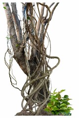 Forest tree trunks with climbing vines twisted liana plant and green leaves isolated on white background, clipping path included.