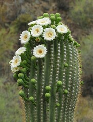 close up of pretty white blossoms in spring on a saguaro cactus in  tucson, arizona    