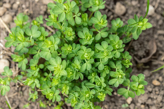 Foliage of deervetch blossom (Lotus corniculatus) in spring.