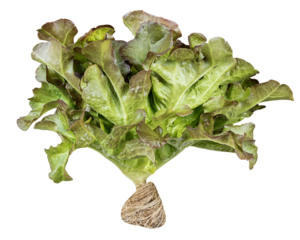 Red oak lettuce vegetable