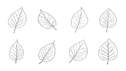 Elm leaf simple nature leaf drawing