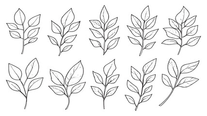 Fototapeta premium Curry leaf botanical herb line art