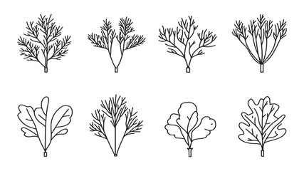 Fototapeta premium Fennel Leaf Simple Natural Plant Illustration