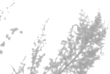 The shadow of the field grass on the white wall. A black and white image to overlay on a photo or mockup