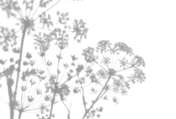 The shadow of an anise bush on a white wall. A black and white image to overlay on a photo or mockup