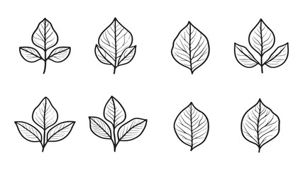 Malabar spinach leaf fresh garden vector