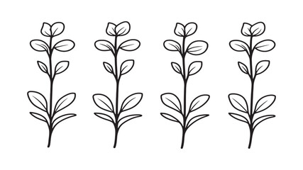 Purslane botanical minimalist herbal design