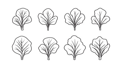 Radish leaf fresh garden vegetable sketch