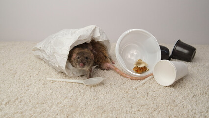 Gray and brown rats sitting in white paper bag.