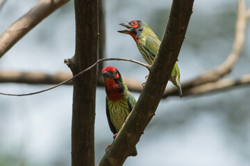 a pair of Cooper Smith Barbet, making a nest