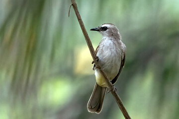 Yellow-vented Bulbul on a tree branch