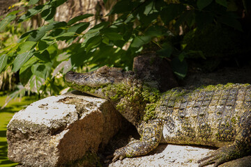 Crocodilo