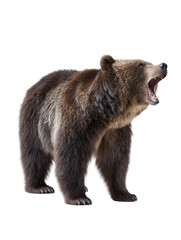 Fototapeta premium Majestic brown bear stands isolated on white background, head raised and mouth open in a roar showing its powerful teeth in a display of wild strength and dominance.