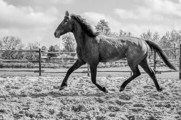 fine art horse equine animal dark 