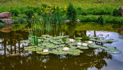 Yellow marsh irises and beautiful white lilies bloomed on the small pond.