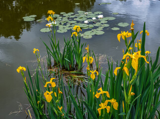 Yellow marsh irises and beautiful white lilies bloomed on the small pond.