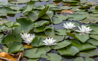 Large leaves float on the surface of the pond and lilies bloom.