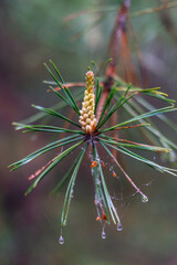 Spring shoots on coniferous trees.