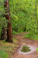Forest area. Nature walk. Travel along forest paths.