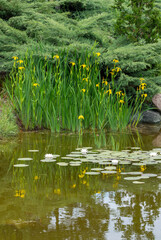 Yellow marsh irises and beautiful white lilies bloomed on the small pond.