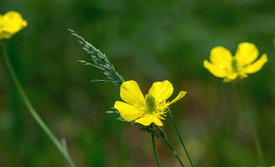 Spring small yellow flowers close-up.
