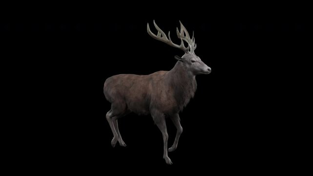 Red Deer Walk Cycle Animation on Transparent