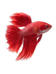 Fototapeta premium An elegant red betta fish gracefully swims, its vibrant fins flowing beautifully against a clean white background in a stunning aquatic portrait showcasing its beauty.