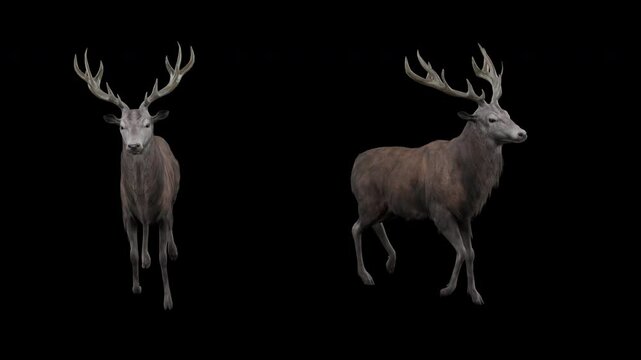 Red Deer Walk Cycle Animation With Alpha Channel