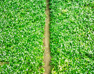 Forest trail covered with wild white garlic seen from above, abstract photo
