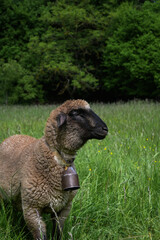 Brown sheep with cowbell grazing in a green meadow near a forest