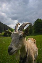 Domestic goat grazing peacefully in a lush green field, with a backdrop of trees and a cloudy sky