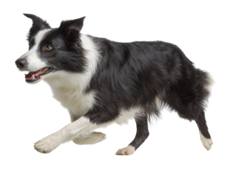 A beautiful black and white Border Collie dog runs with its tongue slightly out, happily isolated on a completely plain white background in studio setting.