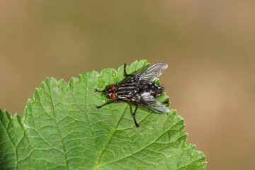 Female Flesh fly, Sarcophaga. Family Flesh flies, Sarcophagidae. On a wet leaf. Spring, May, Dutch garden. Netherlands