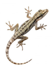 Naklejka premium A brown house gecko with unique stripes is perched delicately on a white surface, its small toes clinging for support as it looks alertly to the side.