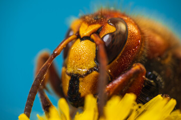 Hornet, vespa insect sitting on dandelion flower with blue background. Macro, animal background