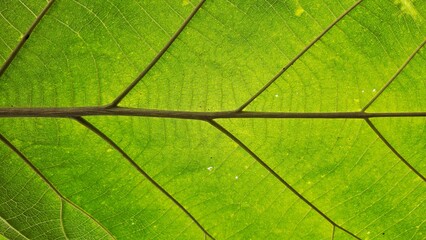 Closeup leaf texture. Green tropical plant close-up. Abstract natural floral background Selective focus, macro. Flowing lines of leaves
