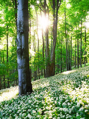 Wild Garlic in Bloom with sun in green forest landscape