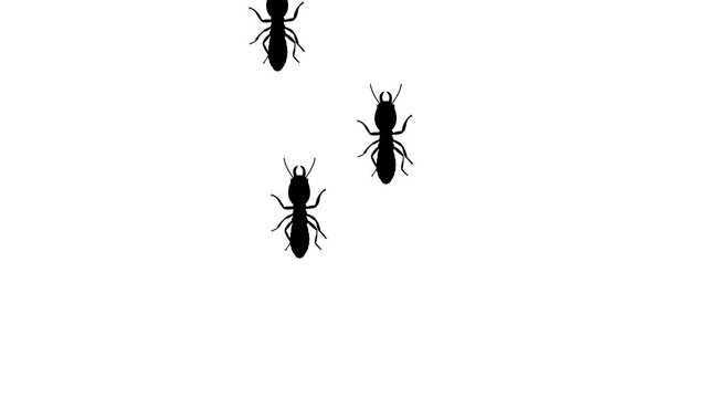5 Termites walking animation 4K white background and green screen 