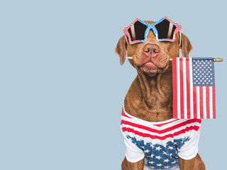 Cute dog, sunglasses and American Flag. Closeup, indoors. Studio shot. Congratulations for family,...