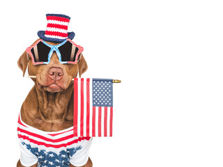 Cute dog, top hat, sunglasses and American Flag. Closeup, indoors. Studio shot. Congratulations for family, loved ones, relatives, friends and colleagues. Beauty and fashion concept. Pets care