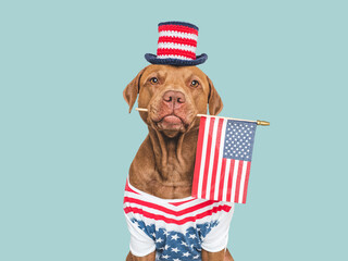 Cute dog, top hat and American Flag. Closeup, indoors. Studio shot. Congratulations for family, loved ones, relatives, friends and colleagues. Beauty and fashion concept. Pets care
