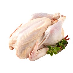 One whole raw turkey isolated on white