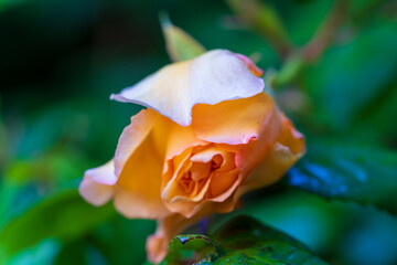 Beautiful peach and pink rose blooms with soft petals against a green foliage background. Close-up macro photography of a delicate garden rose with romantic pastel colours