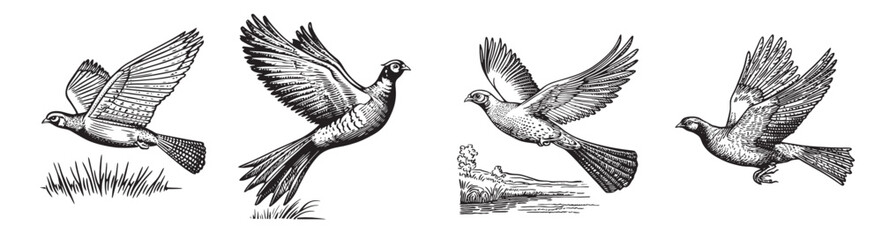 Vintage Bird Illustrations Flying in Different Poses and Styles, vintage retro hipster logo design, vector illustration, engraving design